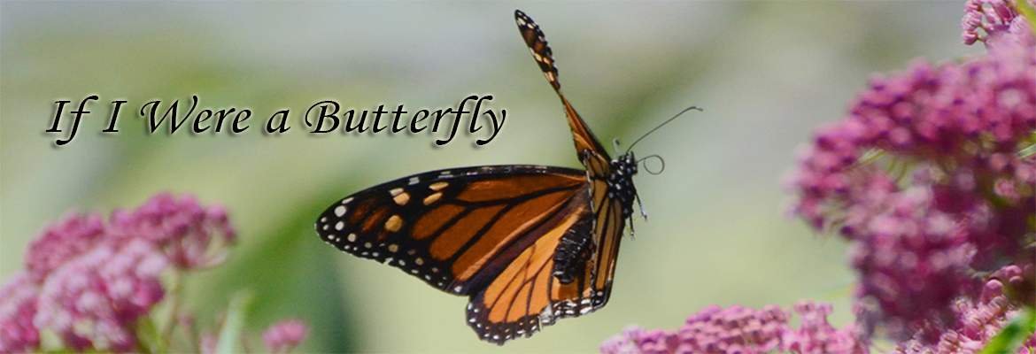 If I Were a Butterfly — Irresistible Upbeat Song